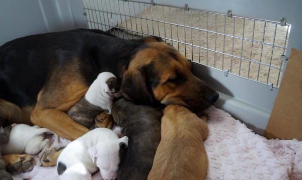 12237958_10206173669073856_5459272638059817445_o-1-600x358