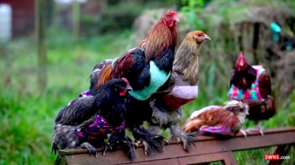 chicken-2-600x3371