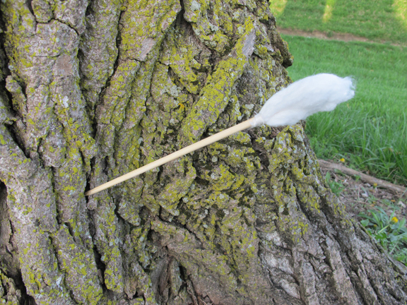 tampon-dart-in-tree1