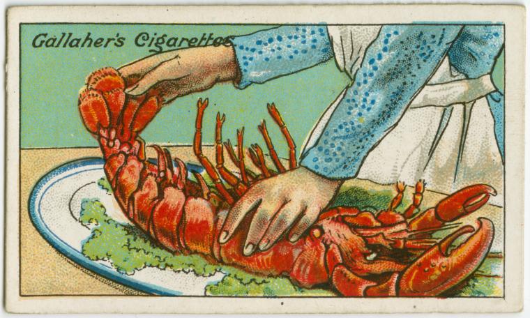 How-To-Judge-the-Freshness-of-a-Lobster1