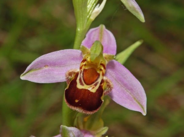 Orchidaceae - Ophrys apifera